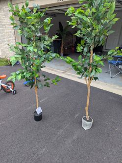 Tall Artificial Ficus Trees – Set of 2