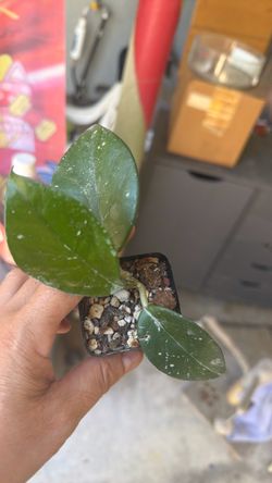 Hoya carnosa started live plant
