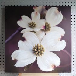 M&R Home Maison Art Unframed Canvas Wall Art Print White Dogwood Flowers 19.5x19.5 Dark Maroon RETAIL $89