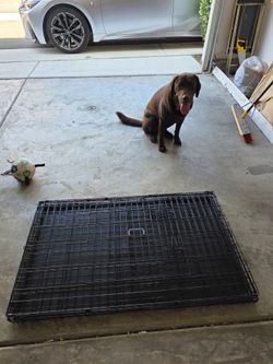 Large dog crate- BRAND NEW $50