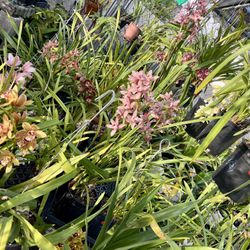2/07 Homegrown Cymbidium Orchids Pop-up Sale