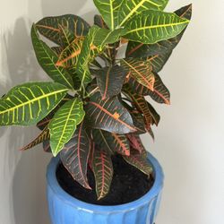 Live Healthy Croton Plant