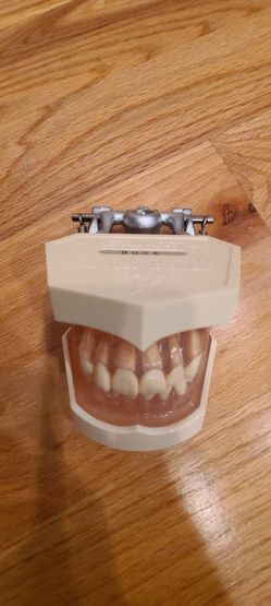 Dental Model Typodont Kilgore Nissin Japan