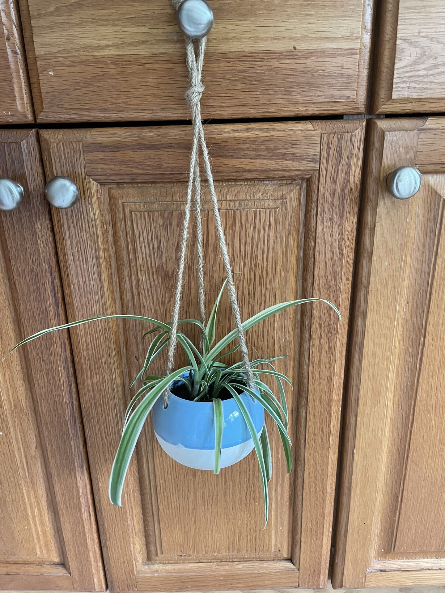 Blue and White Hanging Pot with Spider Plant