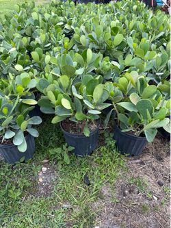 Clusia Plants