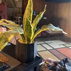 15”tall x6”.  Artificial Snake Plant. Looks Real. 