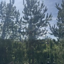 36gal Alderica Pine Tree 14ft Tall 