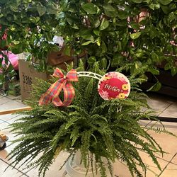 Pothos 