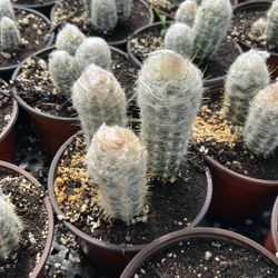 Old Man Cactus 