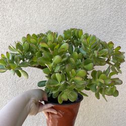 Beautiful Lucky Jade Tree Plant 