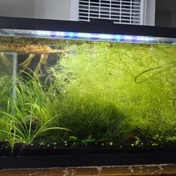 Fully Cycled Aquariums/tanks