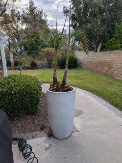35 Inch High Ceramic Pot with Dual Palms