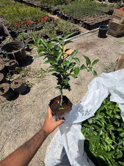 Meiwa Kumquat Tree