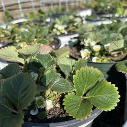 well rooted Strawberries In Half Gallon Pot