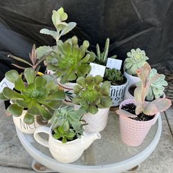 Many Beautiful Succulents 