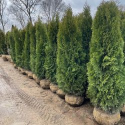 Privacy Tree Sale FREE DELIVERY! Emerald Green & Green Giants
