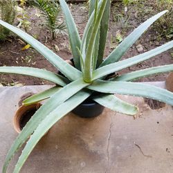 BIG ALOE VERA PLANTS MEDICINAL SABILA GRANDE PLANTS MANY PLANTS ON ONE 
