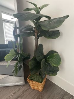 Faux Fig Plant / Tree