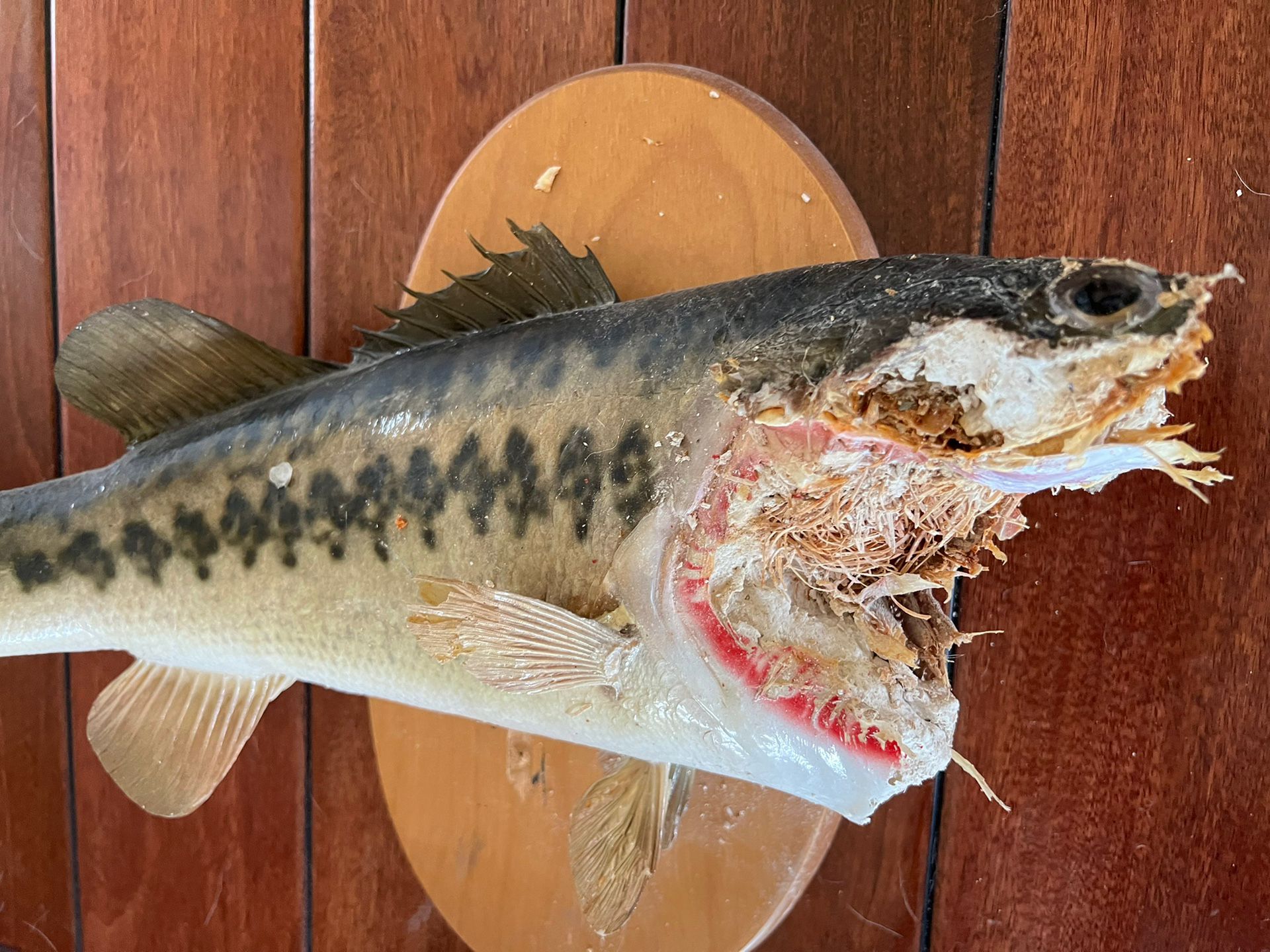large mouth bass taxidermy eaten by great white