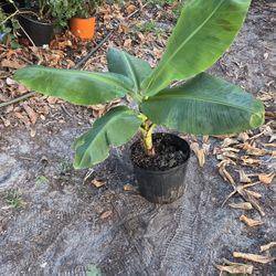 Dwarf Cavendish Banana Plant 