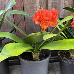 Orange Clivia Plant