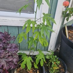 Red Tiger Flowering Maple