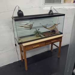 Terrarium or Fish Tank