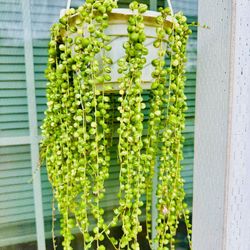 Rare Variegated String Of Pearls Hanging Plant 