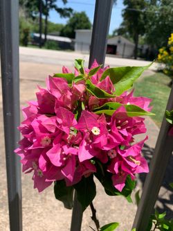 Vera pink Bougainvillea