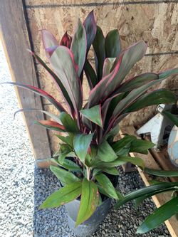 Indoor  Plant