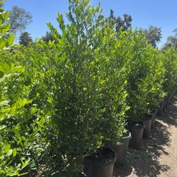 Hedges 15 Gal 4 To 5ft Plus