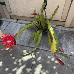 10” Big Epiphyllum Stern Von Erlau 