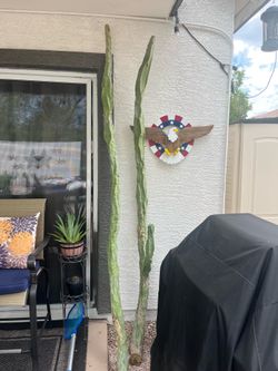 Totem Pole Cactus 8+ ‘tall and smaller available.