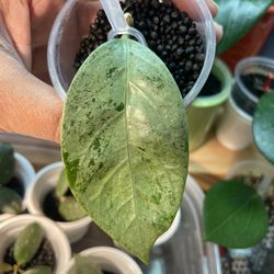 Hoya Coreacea Silver