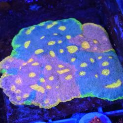 Decoration Reef Tank Jellybean Chalice Colony 