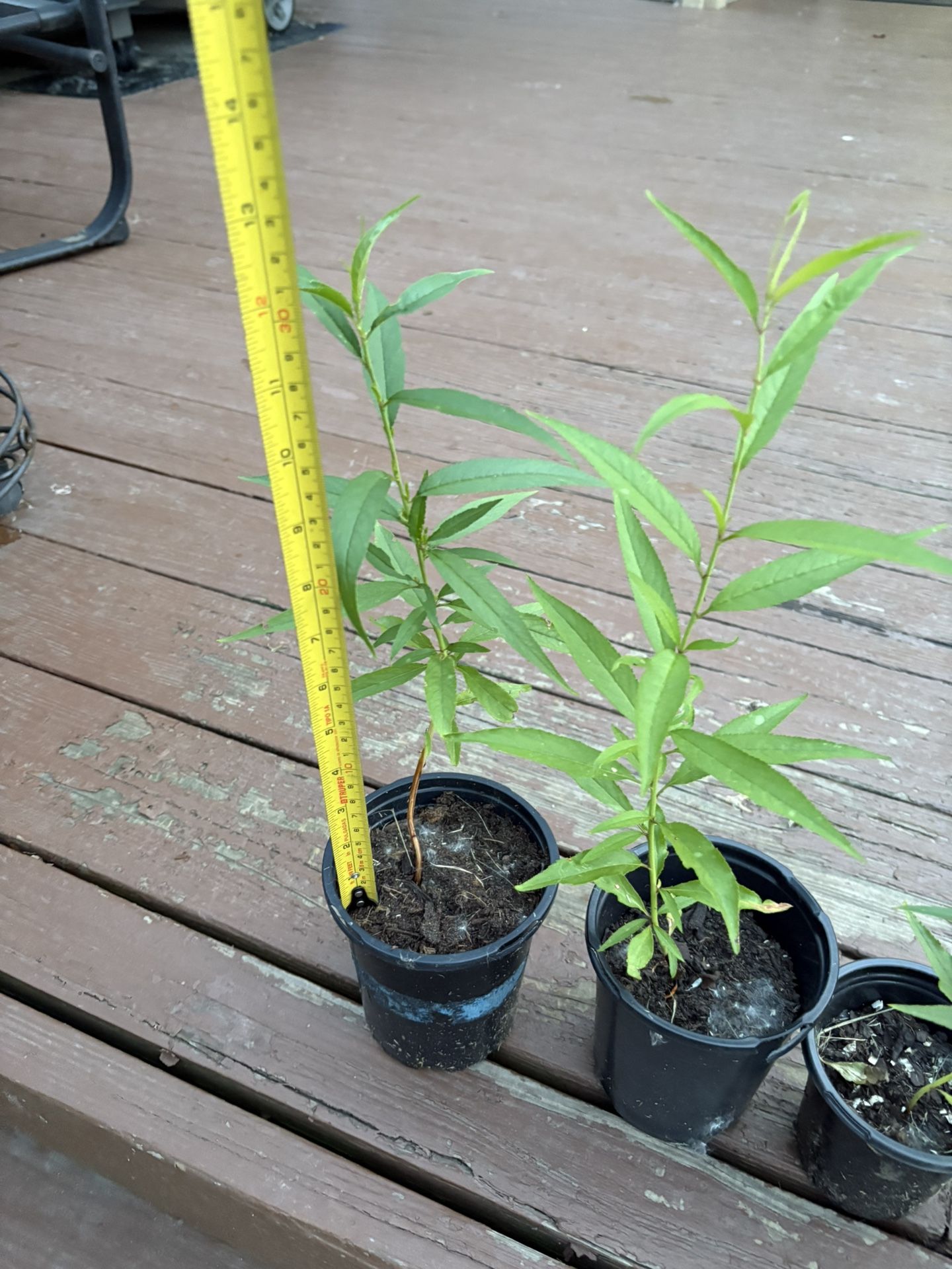 Peach seedlings