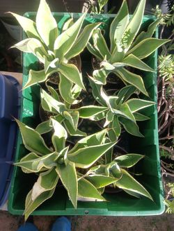 Cactus/Succulent SEE OTHER OFFERS