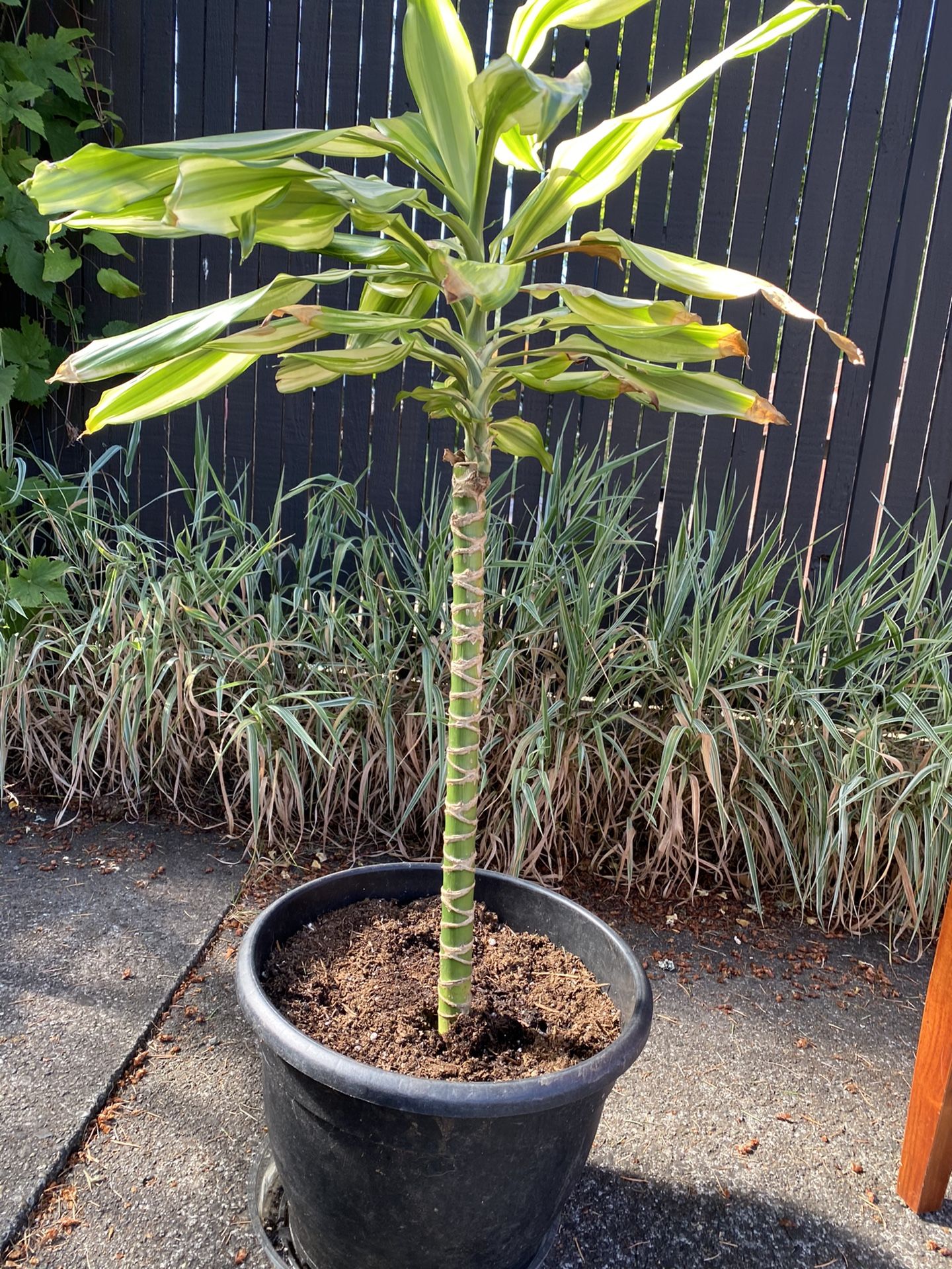 Dragon Tree (Corn Plant)