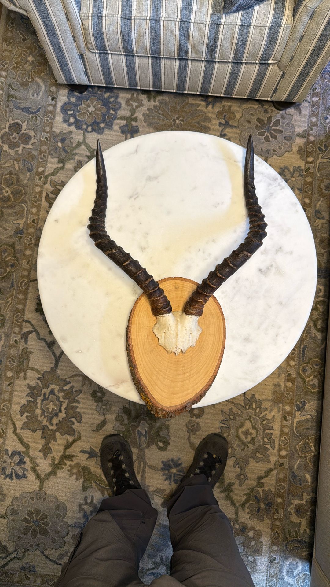 Vintage African Impala Antlers, Mounted