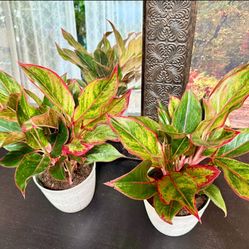 ♥️Aglaonema also known as Chinese Evergreen(LOW MAINTENANCE PLANT( PLS Read description ♥️