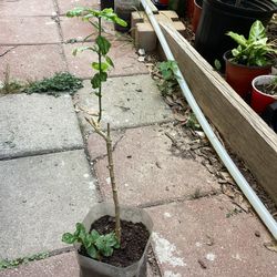 Arabian Jasmine Or Grand Deuk Flower Plant 