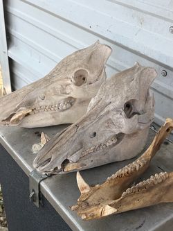 Wild boar skulls