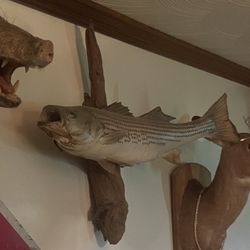 Large Taxidermy Fish Mount