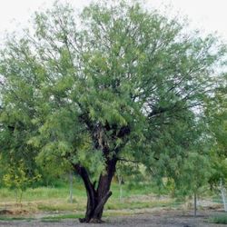 Arbol De Mesquite 2gallos En Bushes 