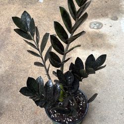 ZZ Raven ( Black