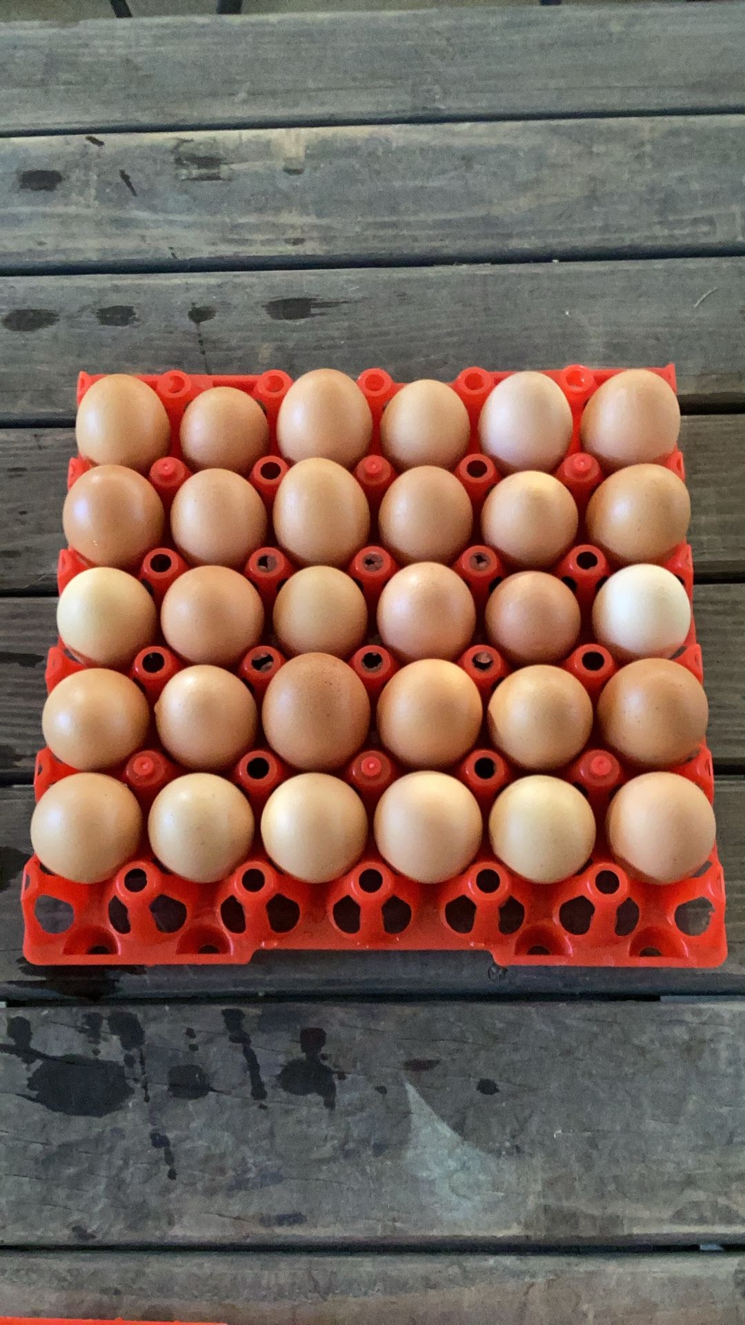 30 Flat Of Eggs, Vegan Fed Happy Chickens 