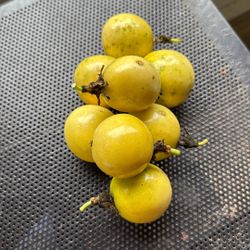 Passion fruits/ Grenadia 