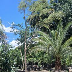 Royal Poinciana Trees 🌳$1250