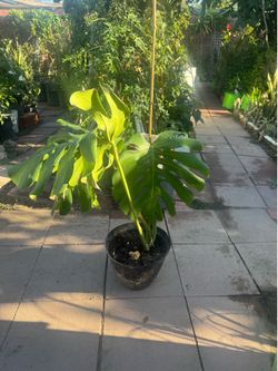 Monstera