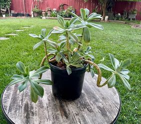 Graptoveria opalina